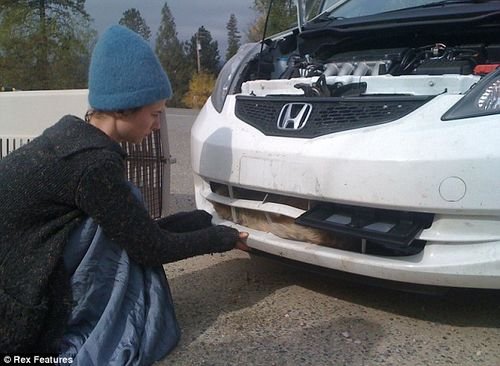 小狼被撞留车内 行驶800多公里后竟幸存 汽车之家 小狼被撞留车内 行驶800多公里后竟幸存 汽车之家