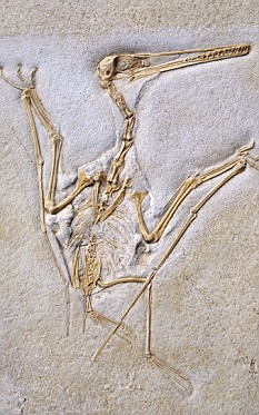 研究称远古翼龙能利用骨骼呼吸帮助飞行(图)