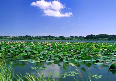 陶醉白洋淀 赏北国江南(组图)