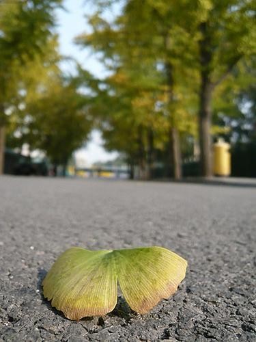 京秋最后的金黄诱惑 踏最美银杏林赏叶(图)(6)