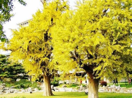 京秋最后的金黄诱惑 踏最美银杏林赏叶(图)(7)