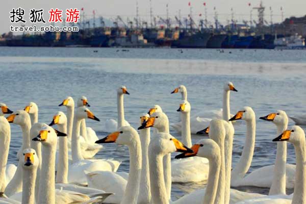 11月—次年4月这里是天鹅的乐园