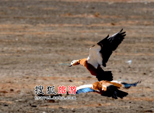 辉腾锡勒草原蒸腾