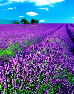 盛夏去哪撒欢 六月最佳出游地推荐