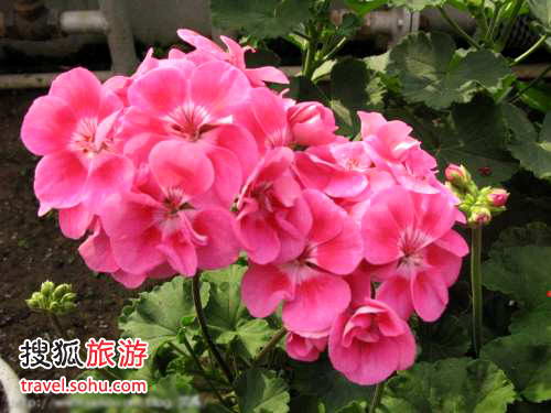 南宫村世界地热博览园