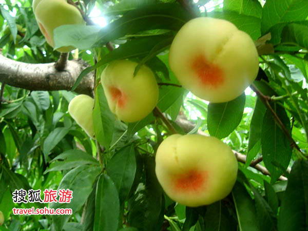 安利隆生态农业旅游山庄