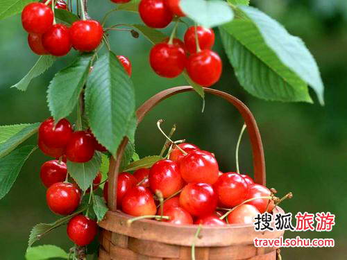 南口农场观光采摘果园