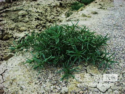 自驾查干淖尔生态游 体验“生态和平亚洲”之旅(3)